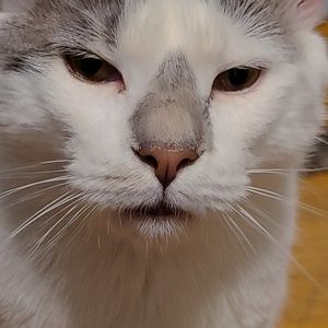 Meet your Posher, Giovanni